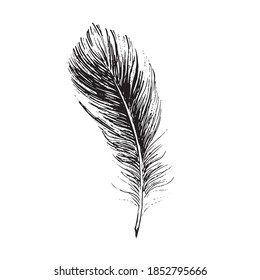 Feather on white background. Hand drawn sketch style.	