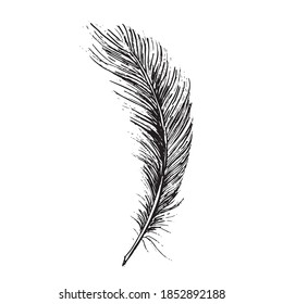Feather on white background. Hand drawn sketch style.	
