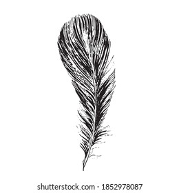Feather on white background. Hand drawn sketch style.	