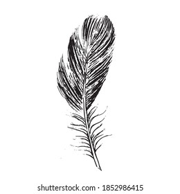 Feather on white background. Hand drawn sketch style.	