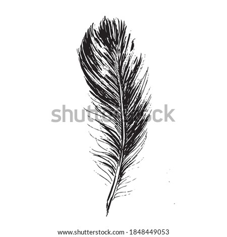Feather on white background. Hand drawn sketch style.	