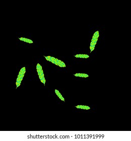 Feather Pattern, bright colorful background, cute and fun decoration. Black background. Vector illustration for celebration, party, carnival, festive holiday and Your project.