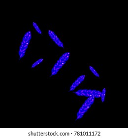 Feather Pattern, bright colorful background, cute and fun decoration. Black background. Vector illustration for celebration, party, carnival, festive holiday and Your project.