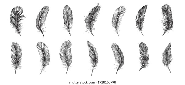 Feather Pattern, hand drawn style, vector illustration.	