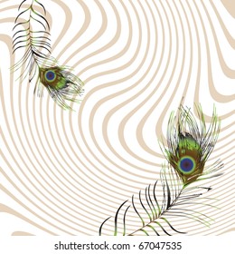 feather peacock design