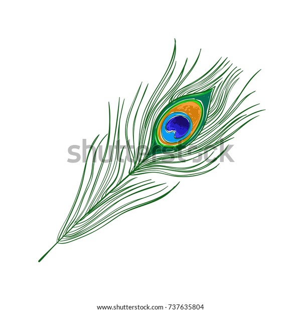 Feather Peacock Vector Hand Drawn Illustration Stock Vector (Royalty