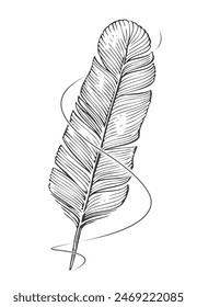 Feather quill pen and ink line. Clipart vector sketch. Hand drawn vintage drawing