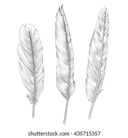Feather set. Doodle sketch feather collection