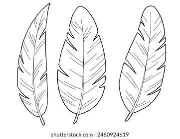 Feather set graphic black white isolated sketch illustration vector