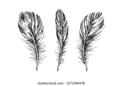 Feather set, hand drawn illustration