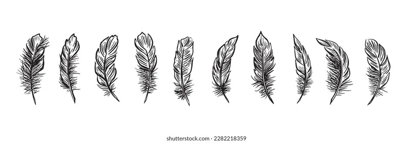 Feather Set hand drawn illustrations.	