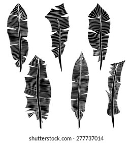 Feather Set. Vector illustration. Isolated on white