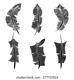Feather Set. Vector illustration. Isolated on white