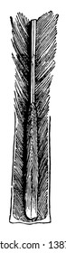 Feather Shaft which consisting of a hollow tube or barrel and a stem rising from it, vintage line drawing or engraving illustration.