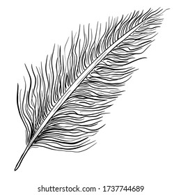 Feather single element in doodle style.Hand drawn symbols writing and magic. Isolated sketch on white background.