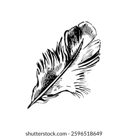 Feather sketch. Hand drawn vector illustration