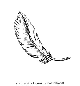 Feather sketch. Hand drawn vector illustration