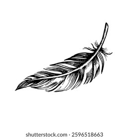Feather sketch. Hand drawn vector illustration