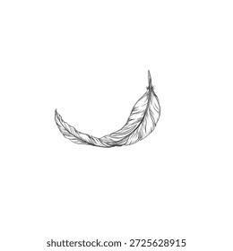 Ilustración de boceto de plumas sin fondo