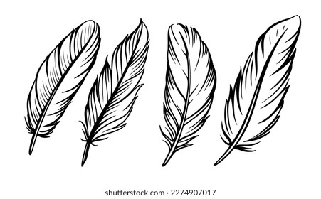 Feather sketch set on white.