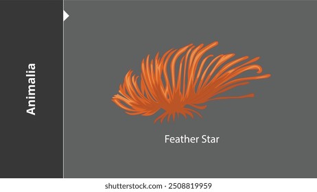 Feather Star Animals são organismos eucarióticos multicelulares no reino biológico Animalia. Com poucas exceções, os animais consomem matéria orgânica, respiram oxigênio, têm miócitos e são capazes de se mover