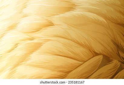 A Feather Texture