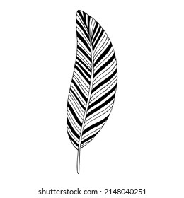 Feather vector coloring book page black outline on a white background. Isolated contour in cute doodle style for kids and adults coloring. Abstract bird feather hand drawn graphic element for design.