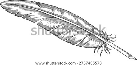 Feather vector engraved hand drawn illustration. Feather a pen for ink writing isolated on white background. Single bird plume vintage sketch icon