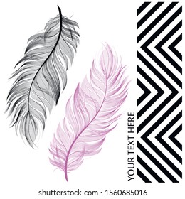 Feather. Vector Feathers isolated on white background