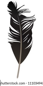 Feather. Vector illustration.