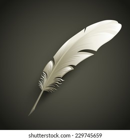 Feather. Vector illustration