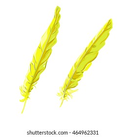 feather vector illustration