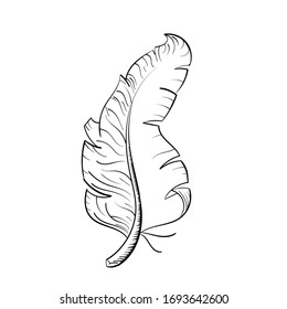 Feather vector illustration on white background.