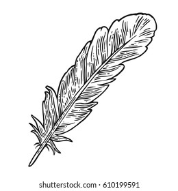 Feather. Vintage black vector engraving illustration. Isolated on white background. Hand drawn in a graphic style.