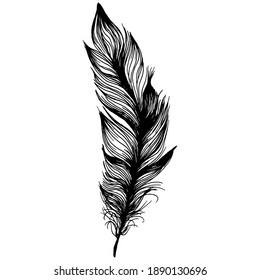 Feather from wing isolated. Isolated illustration element. Vector feather for background, texture, wrapper pattern, frame or border.