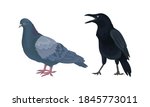 Feathered Birds or Avian with Crow and Pigeon Vector Set