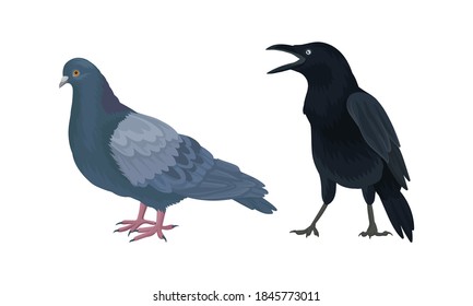 Feathered Birds or Avian with Crow and Pigeon Vector Set