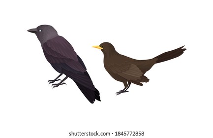 Federn von Vögeln oder Vögeln mit Jackdaw-Vektorset