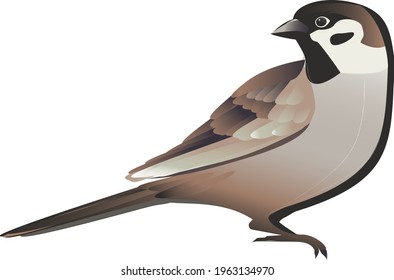 A feathered brown sparrow with a fixed gaze