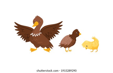 Feathered Duck and Baby Chicken as Farm Bird Walking in the Yard Vector Set