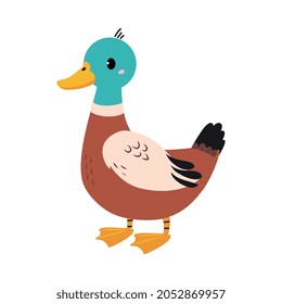Feathered Duck as Farm Bird Isolated on White Background Vector Illustration