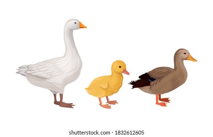 Feathered Goose and Duck as Farm Bird Walking in Yard Vector Illustration Set