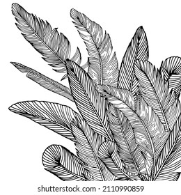 Antecedentes de plumas en un simple fondo blanco
