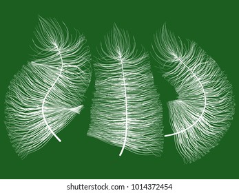 Feathers. Beautiful Hand Drawn Beard Feathers. Feathers Isolated. Fluff. Feathers for Wallpaper, Illustration, Carnival, Masquerade, Invitation, Paper, Textile. Decoration Element for Your Design.
