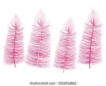 Feathers. Beautiful Hand Drawn Beard Feathers. Colorful Feathers Isolated. Fluff. Feathers for Wallpaper, Illustration, Carnival, Masquerade, Invitation, Textile. Decoration Element for Your Design.