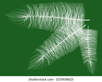 Feathers. Beautiful Hand Drawn Beard Feathers. Feathers Isolated. Fluff. Feathers for Wallpaper, Illustration, Carnival, Masquerade, Invitation, Paper, Textile. Decoration Element for Your Design.
