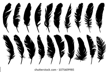 Feathers of birds.