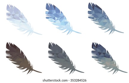 feathers of birds
