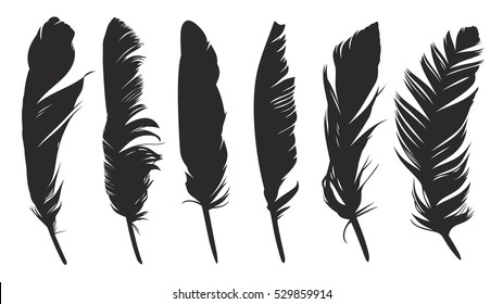 Feathers of birds. 