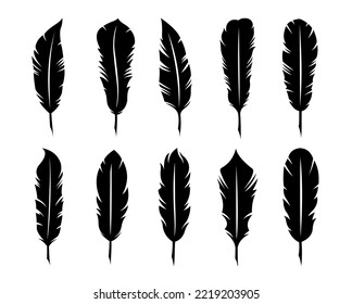 Feathers of birds, vector illustration collection of colorful set writer